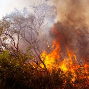Only 20 Climate Officials in a Country on Fire