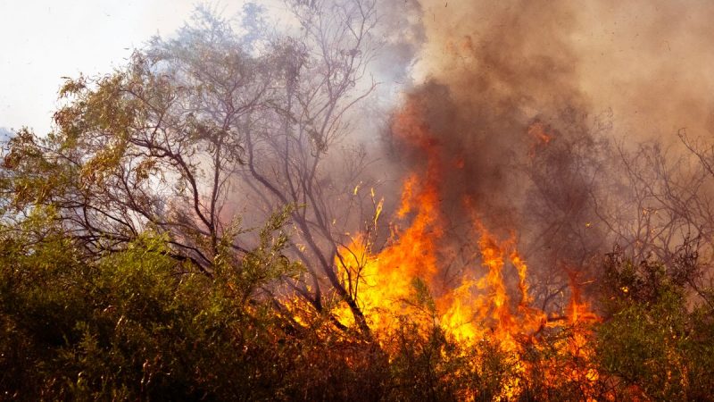 Only 20 Climate Officials in a Country on Fire