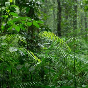 Natural Forest Regeneration Cheaper than Planting Trees