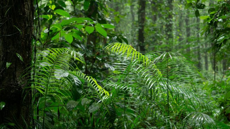 Natural Forest Regeneration Cheaper than Planting Trees