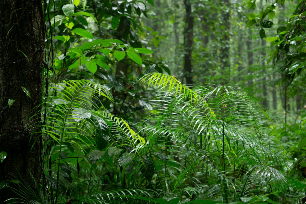 Natural Forest Regeneration Cheaper than Planting Trees