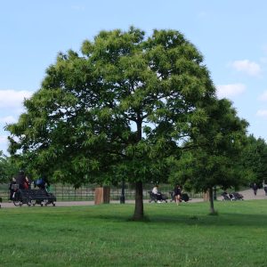 Royal Parks Gardeners Vote to Strike Over “Insulting” Pay Offer