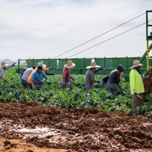 Climate Crisis Causing Britain’s Worst Harvest on Record