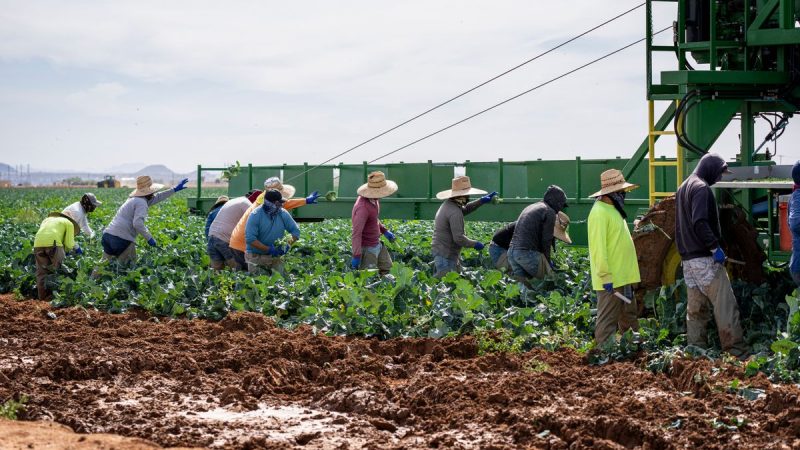 Climate Crisis Causing Britain’s Worst Harvest on Record