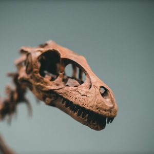 Britain’s Jurassic Past Goes to the Highest Bidder