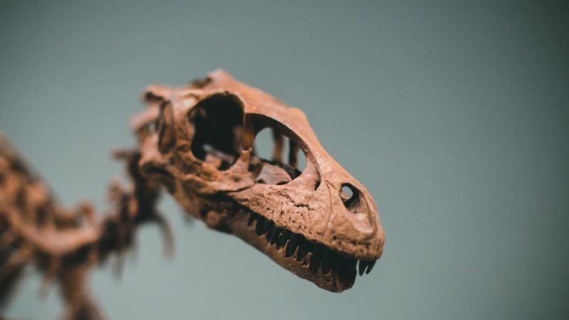 Britain’s Jurassic Past Goes to the Highest Bidder