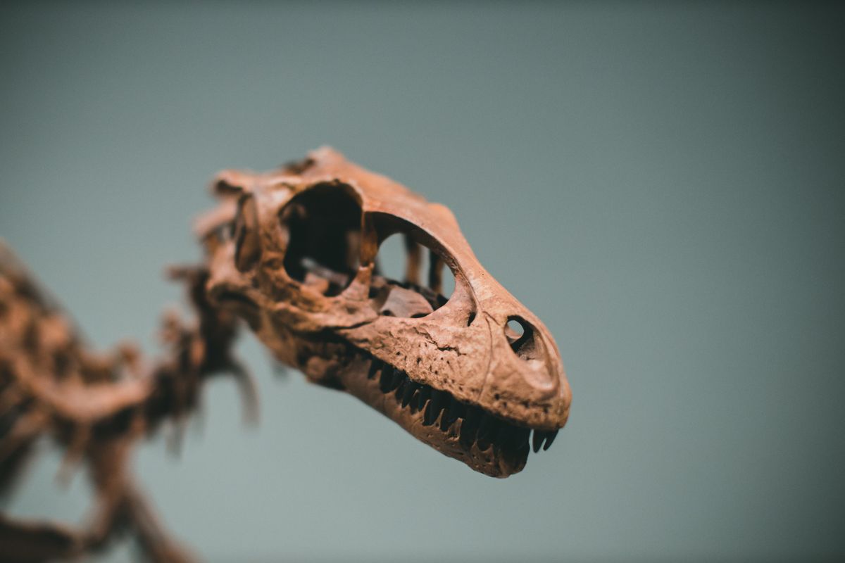 Britain’s Jurassic Past Goes to the Highest Bidder
